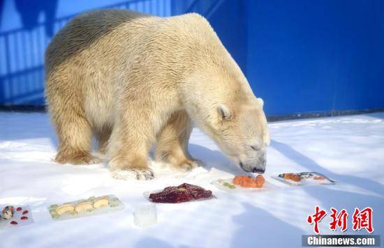 哈尔滨|北极熊室外花式玩雪吃“虎皮元宵”