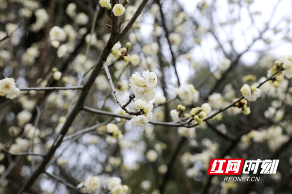 冷空气|湖南新田：白梅花开春意闹