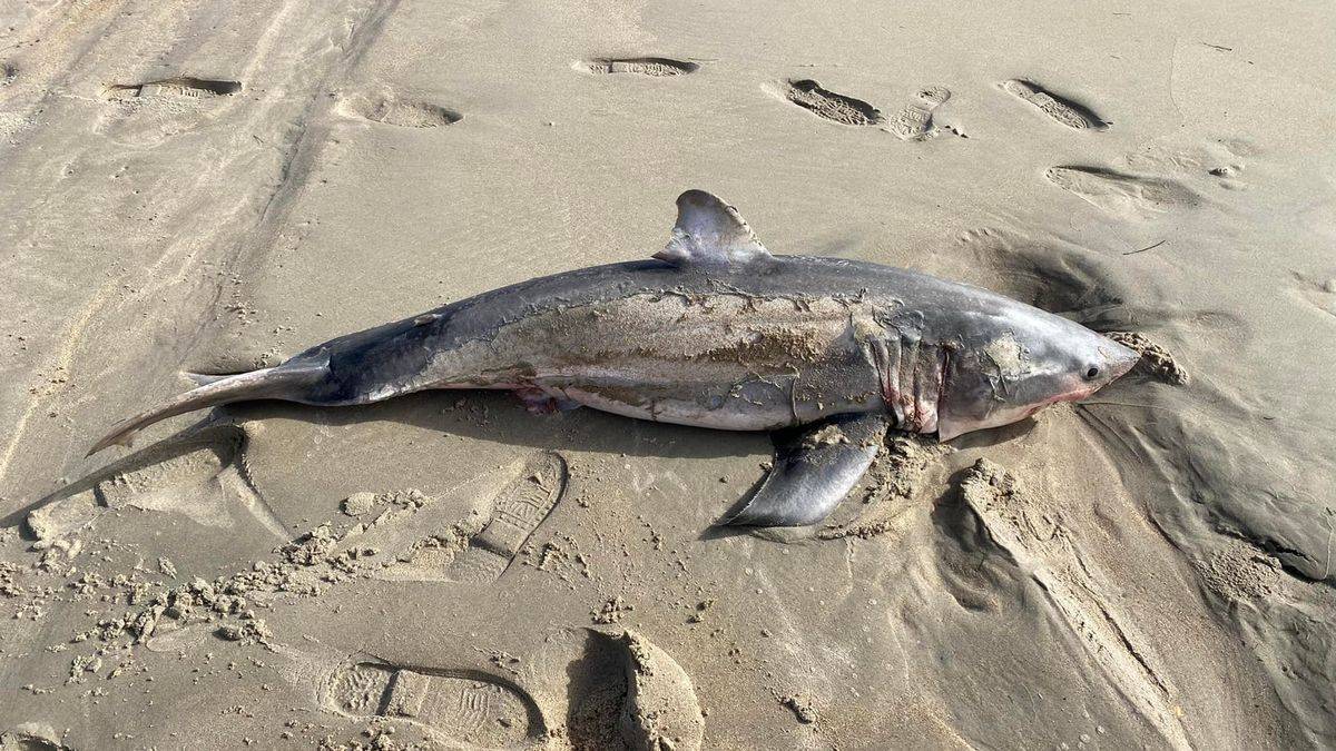 美国一海滩发现巨大鲨鱼 牙齿锋利像剃刀_大白鲨_海岸_英国