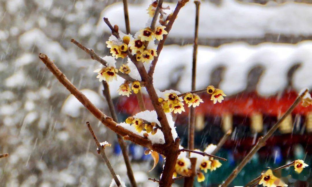 梅花十绝 其九宋·方岳有梅无雪不精神,有雪无诗俗了人.