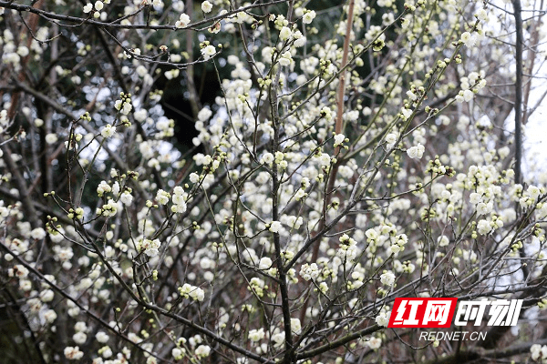 冷空气|湖南新田：白梅花开春意闹