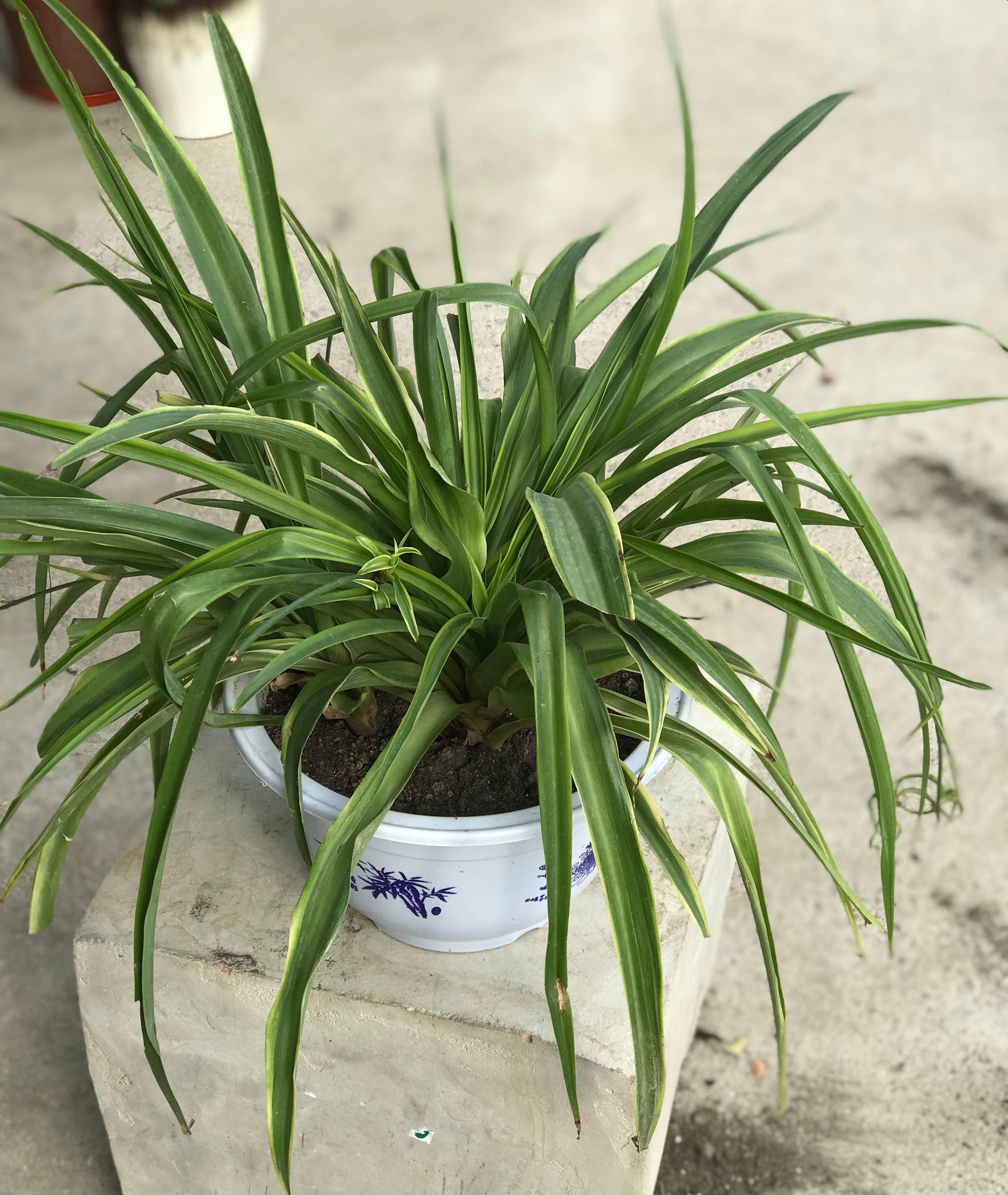 春天养吊兰用3种方法更茂盛更多株小吊兰好多