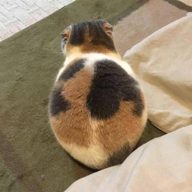 69日本有个猫咪叫kinako