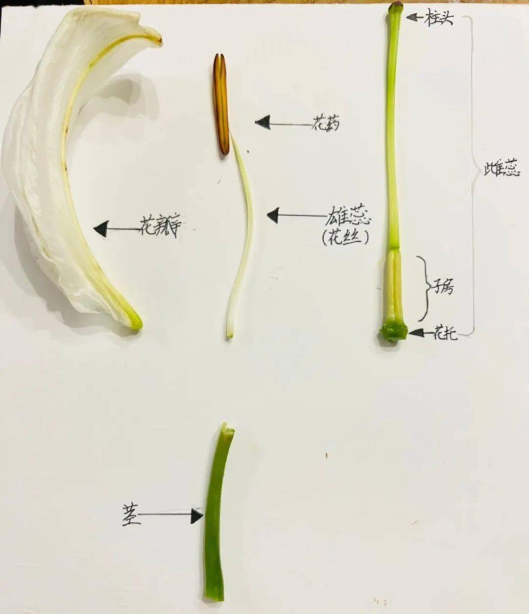 解剖花的步骤图片图片