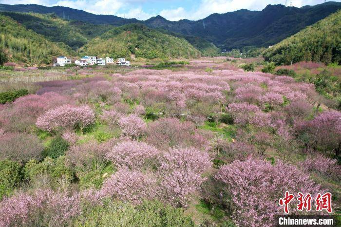 闽侯县|航拍福州郊区盛开的梅花林