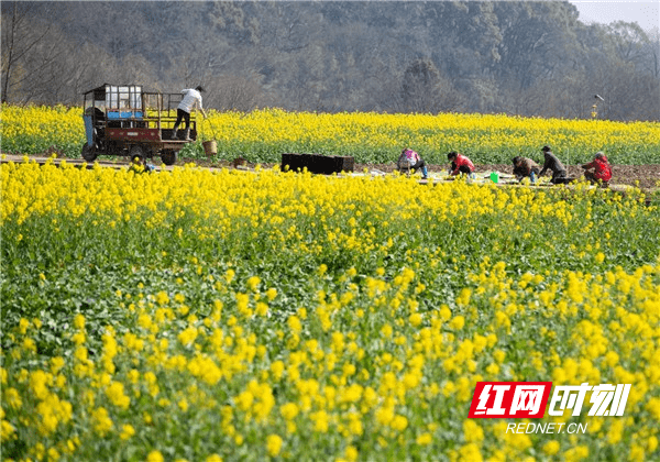 油菜花|湖南道县：春光好 享时光 忙春耕