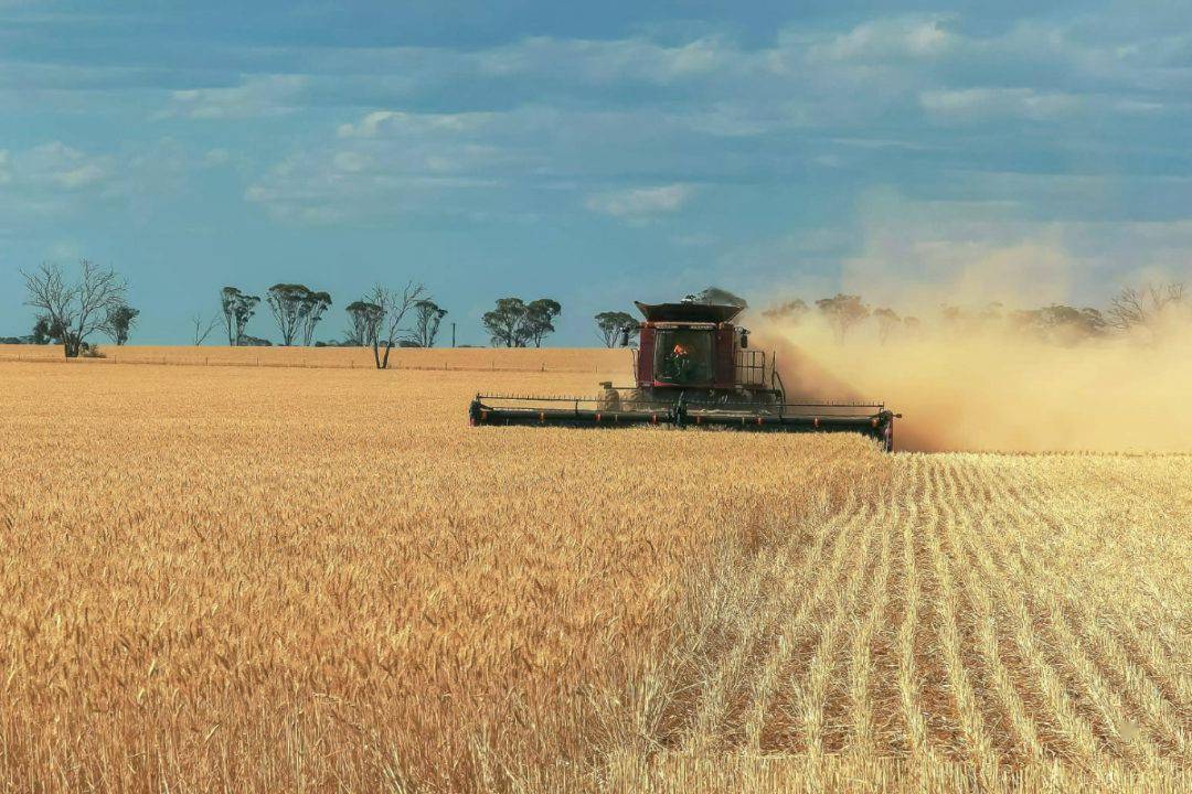 中国进口澳大利亚小麦图片