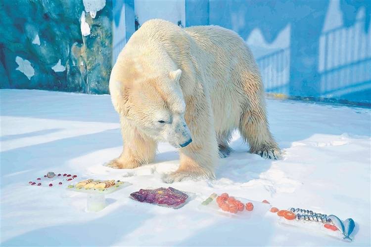 哈尔滨|北极熊嗨吃“虎皮元宵”