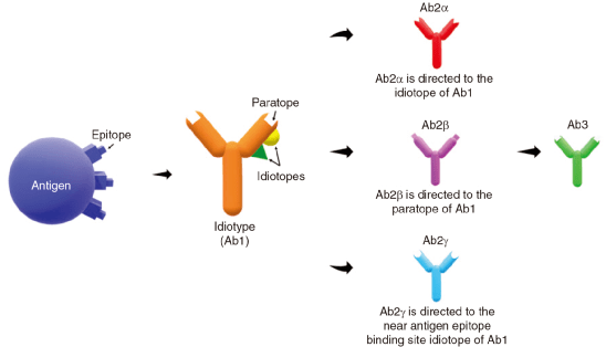 of anti-idiotypic antibodies for the treatment of autoimmune
