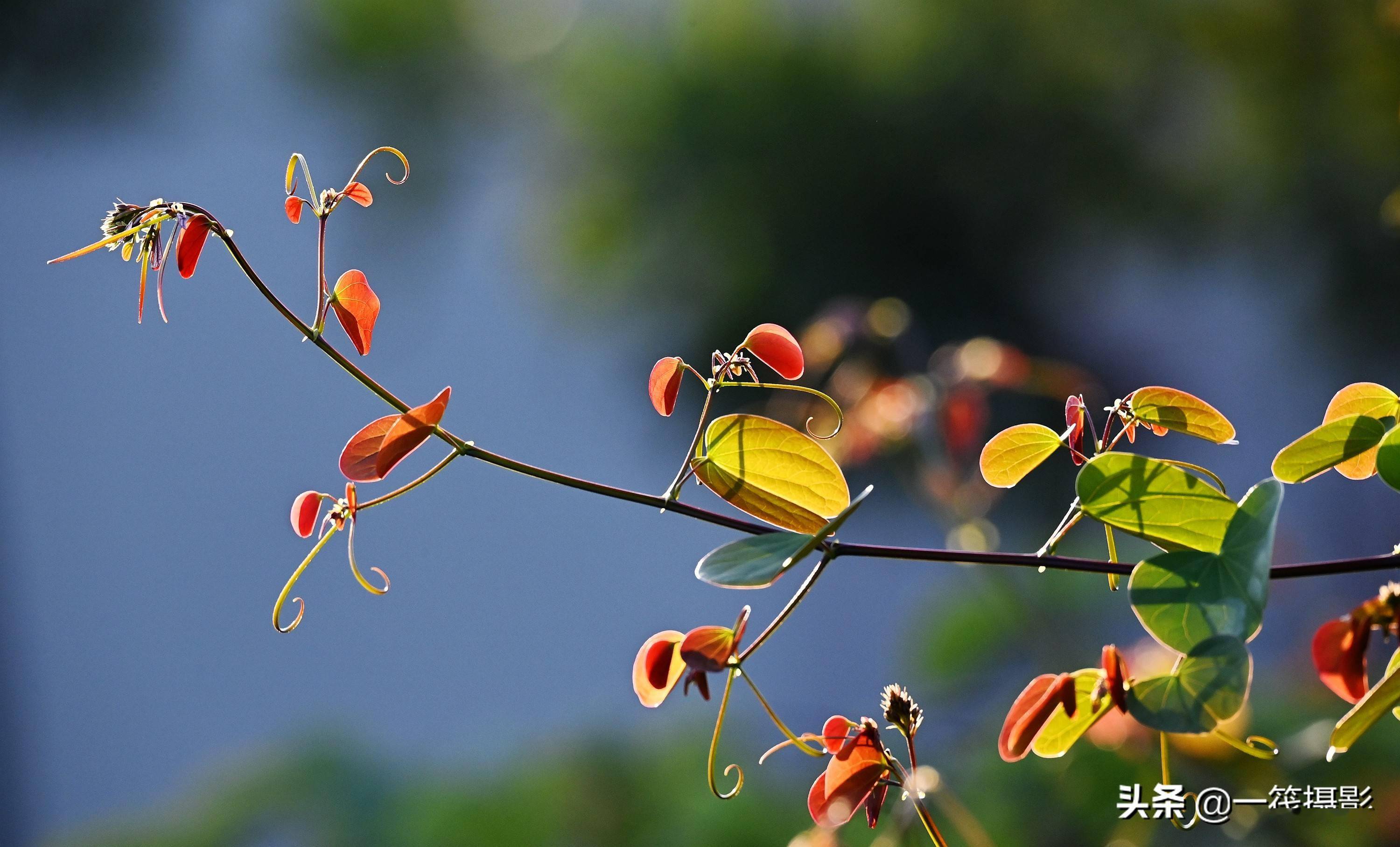 逆光之藤囊托羊蹄甲