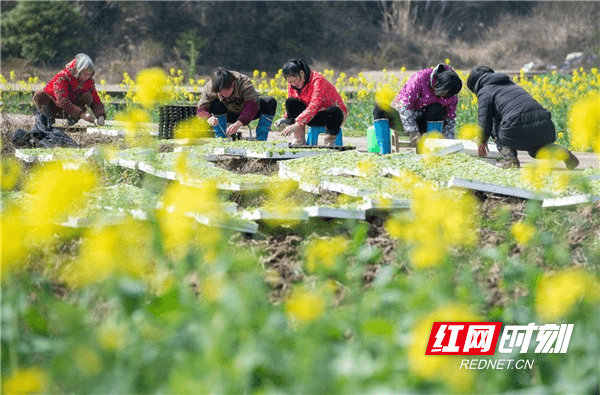 油菜花|湖南道县：春光好 享时光 忙春耕