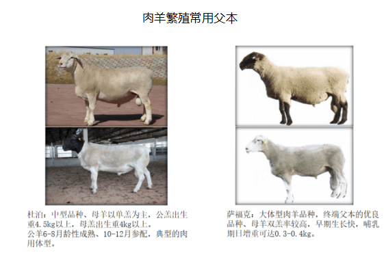 【养羊笔记】提高母羊养殖效益的饲喂技术_成年_羔羊_阶段