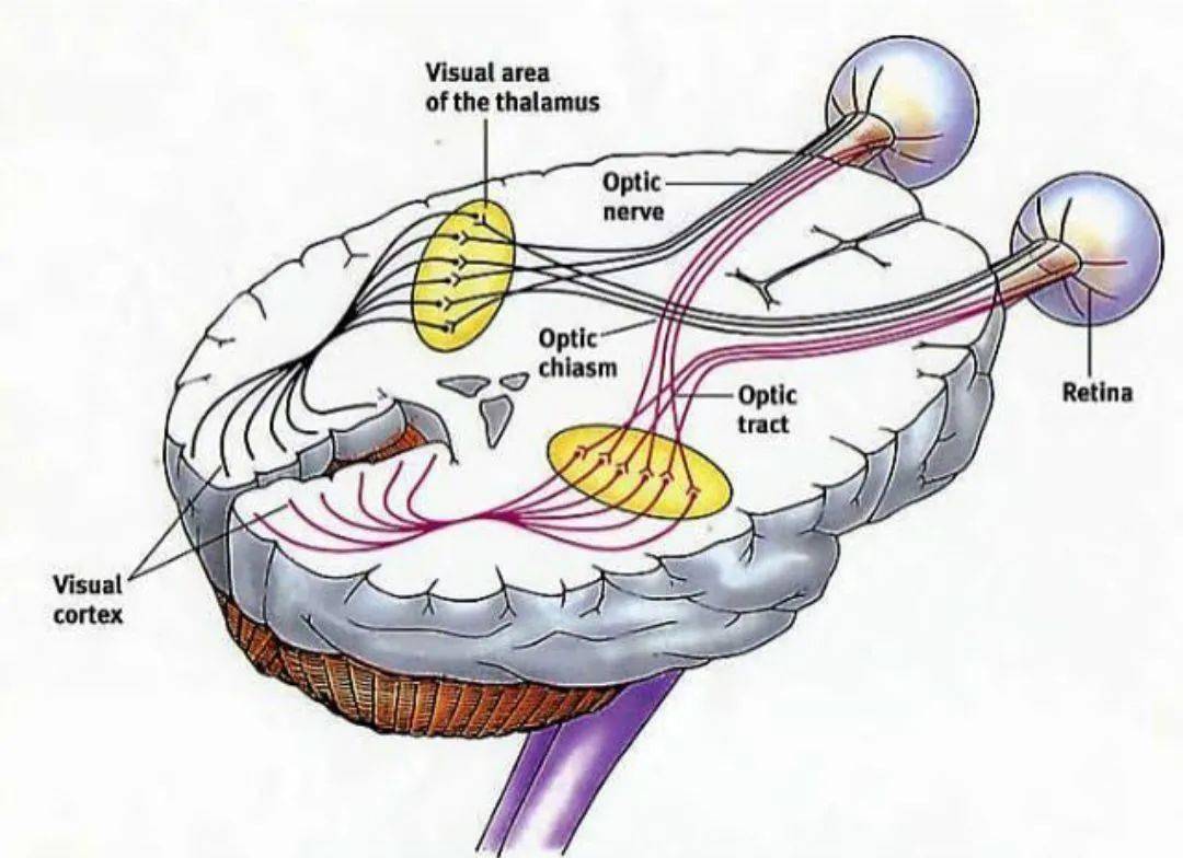 （一）视神经的分段