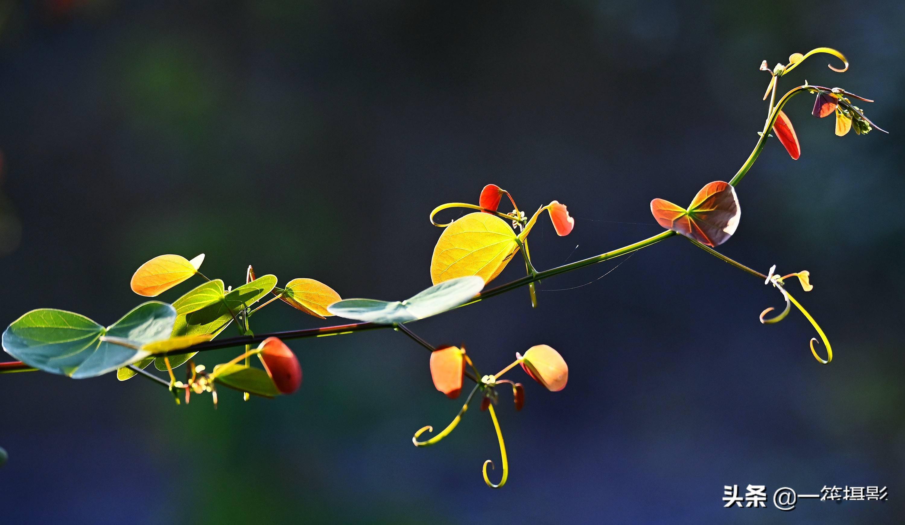 逆光之藤囊托羊蹄甲