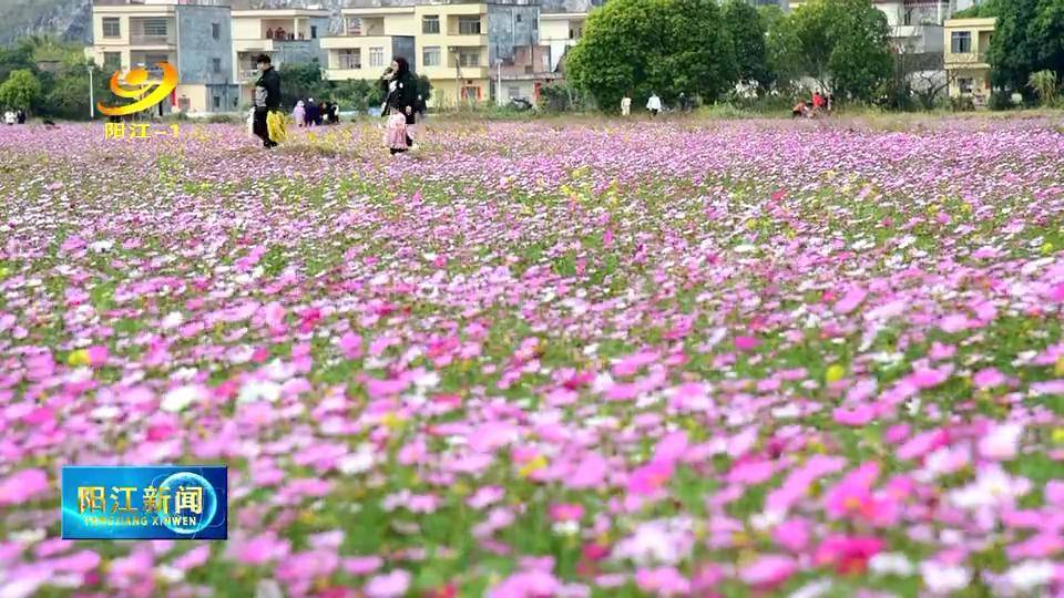 地质|阳春石尾百亩格桑花迎春盛放