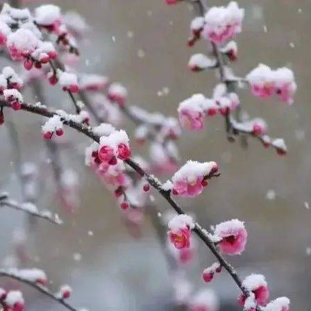 【每日一诗】雪梅·其一 卢梅坡(1502)_大鹏_公众_邮箱