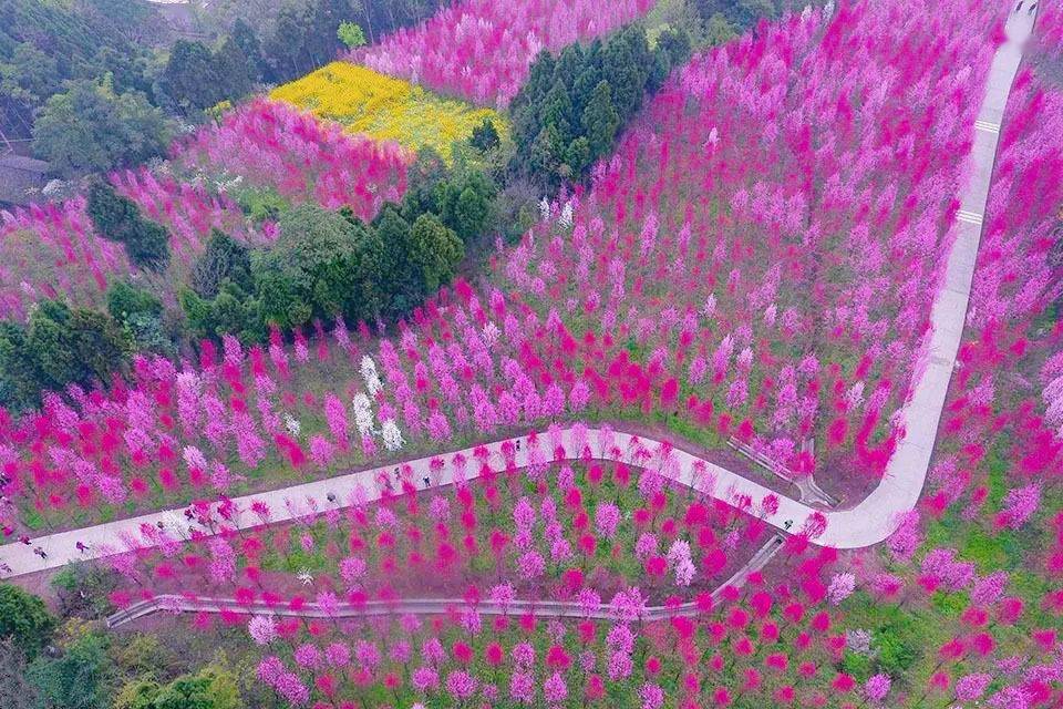 再过一两个星期德阳都要花开成海了