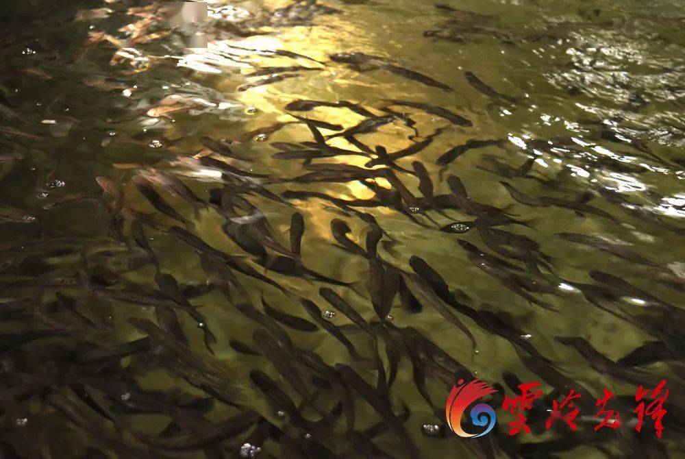 "弓鱼奔月"回归路,洱海弓鱼会再现吗?_龙潭_姜雨杰_繁育