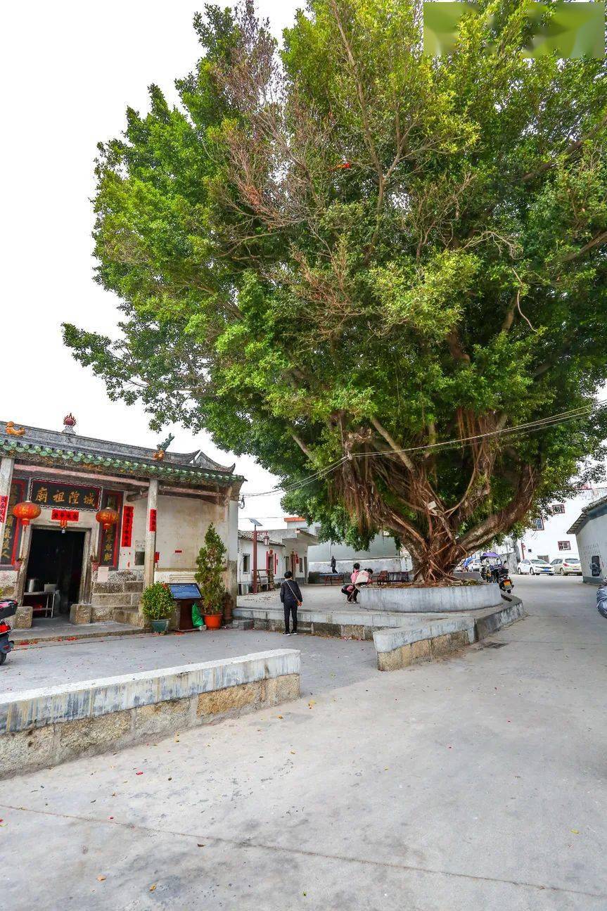 惠东这个全国有名的村子,有600多年历史!