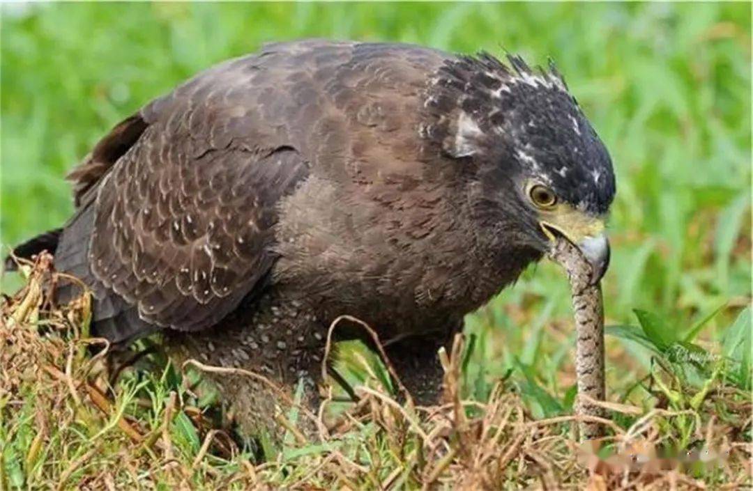 我市启动"十大珍禽异兽"网络评选活动