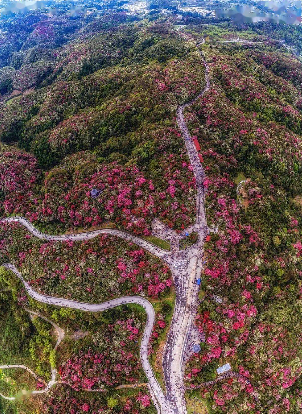 花海盛宴春游万亩樱花百里杜鹃闯进贵州花海秘境拥抱一场颜值巅峰盛宴