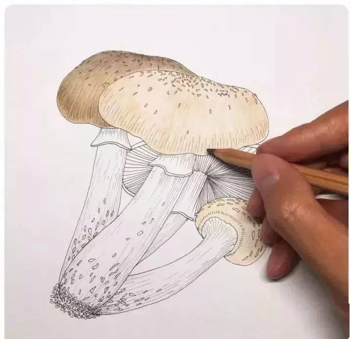教你用彩铅画一组香菇画好了请你吃火锅
