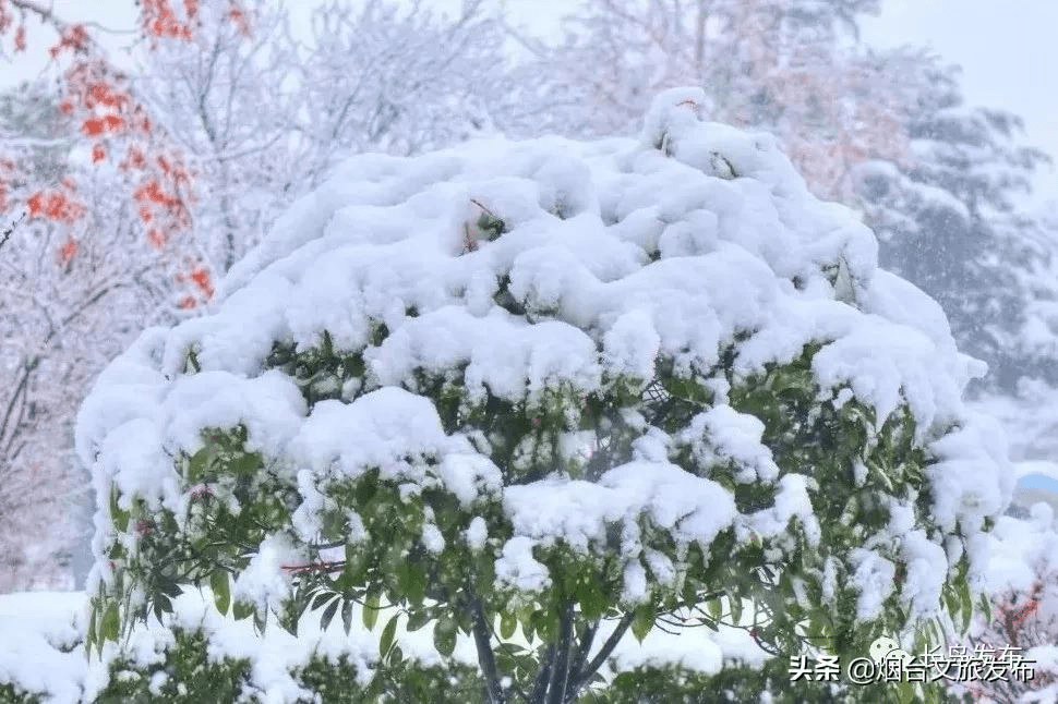 吴昆|雪落长岛 芳华刹那