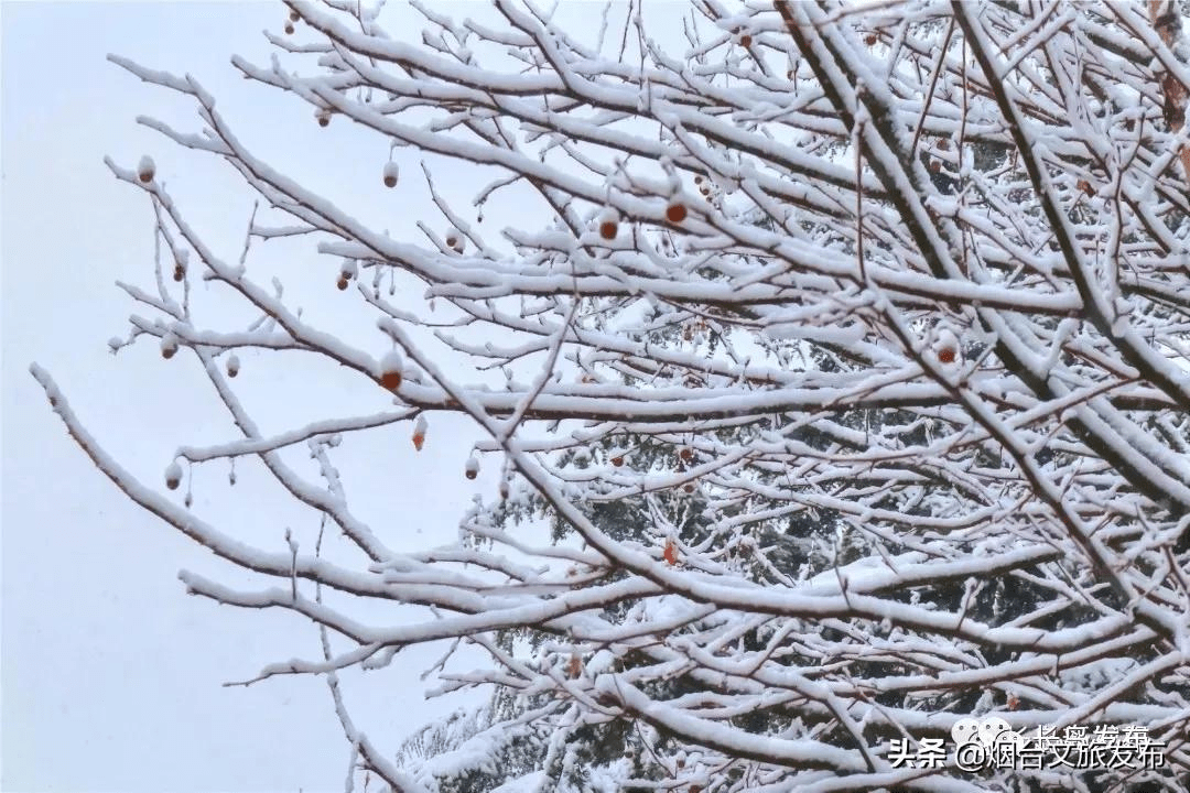 吴昆|雪落长岛 芳华刹那