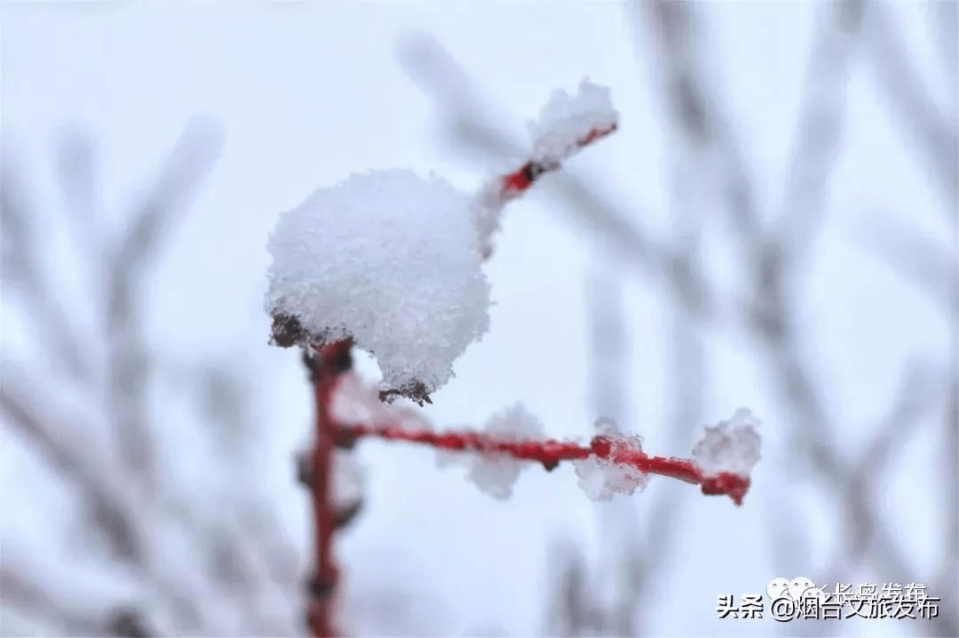 吴昆|雪落长岛 芳华刹那