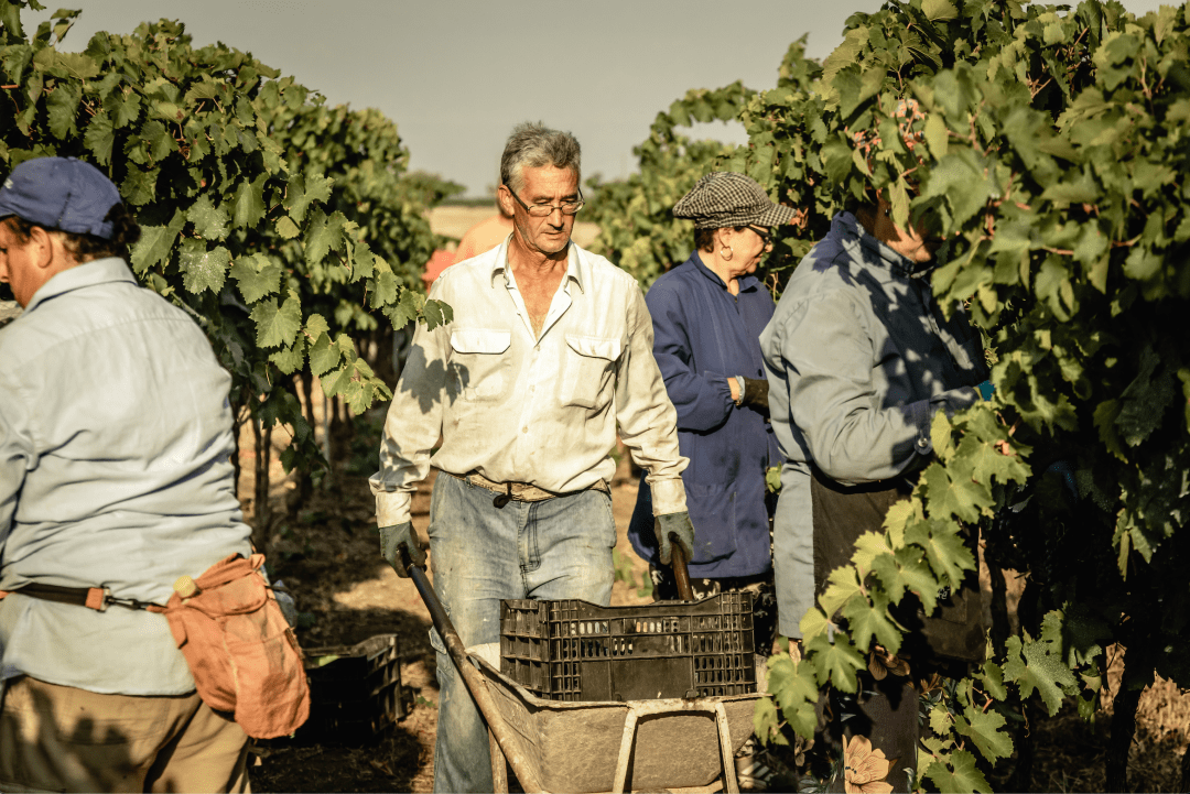 The|伯爵和他的珍酿