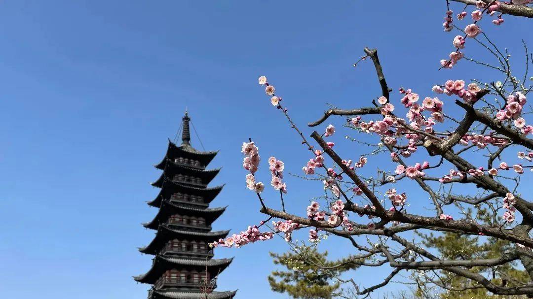 门票|梅花季上线！你要的古风红墙映梅高清图都在这里啦