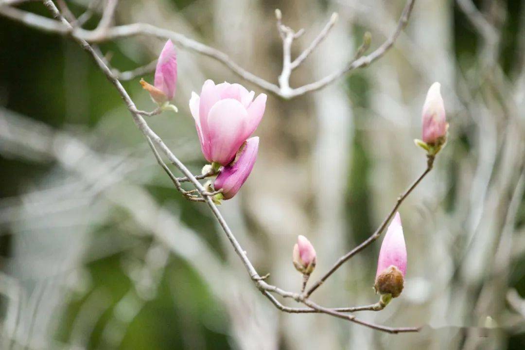 含苞待放的花蕾,經一夜暖風吹拂,花兒一下子就張開花瓣,迎接初春的