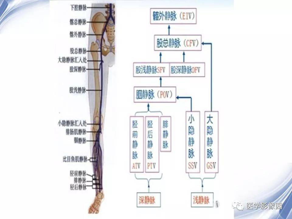 下肢深静脉解剖图谱图片
