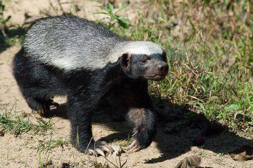蜜獾是黄鼠狼科蜜獾属的唯一动物,外号平头哥