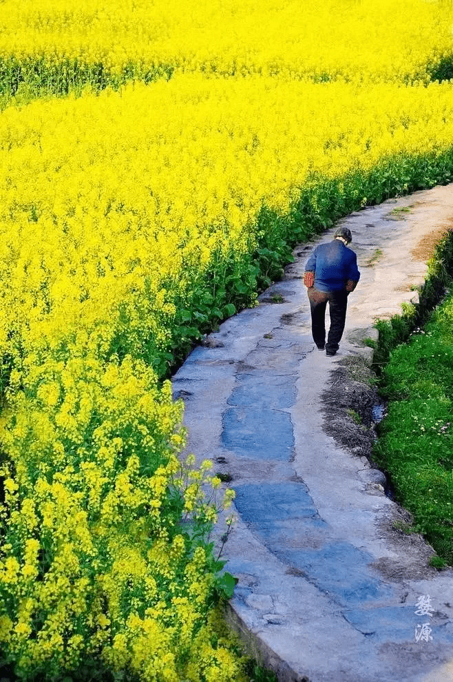 春色絕美的特色古鎮推薦_座標_麗江_雲南