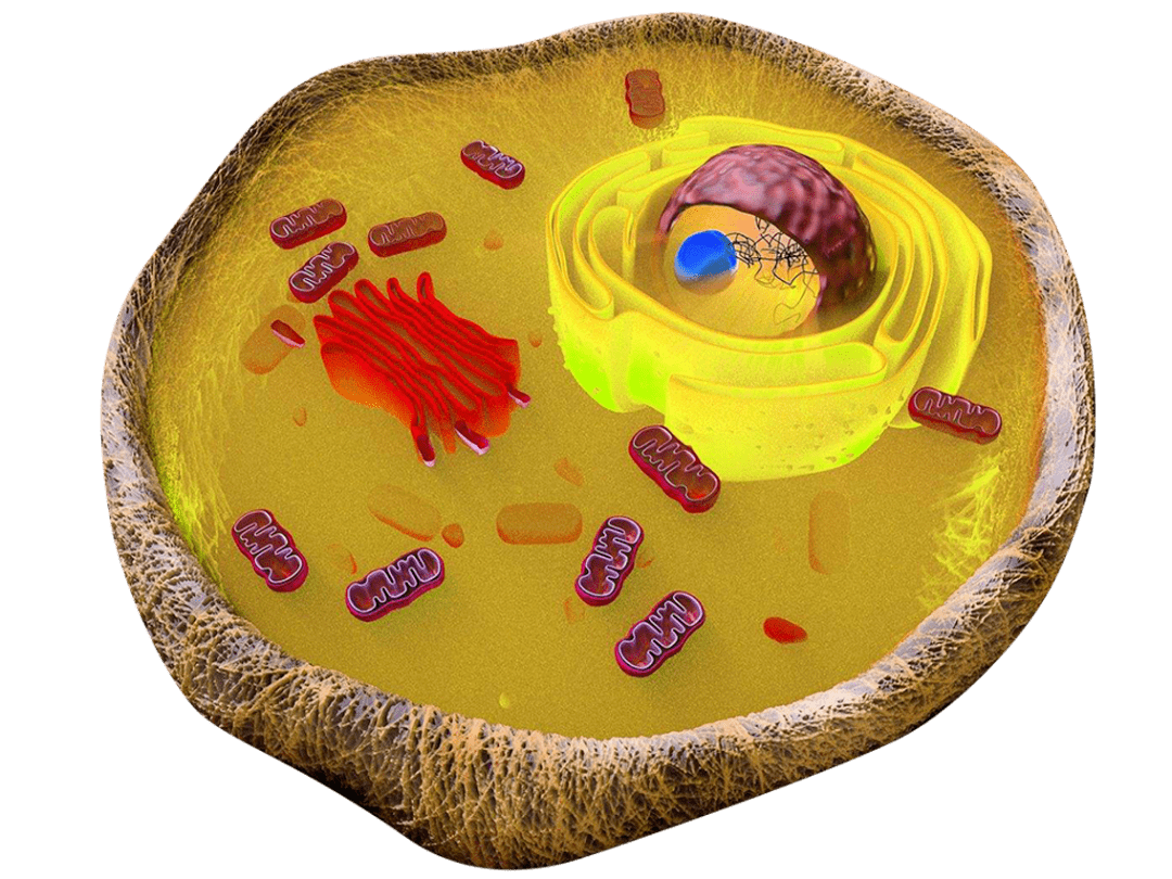 高中生物细胞的结构超清图