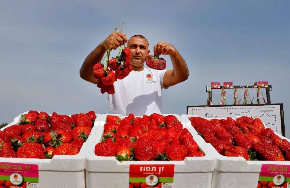 世界上最重草莓图片