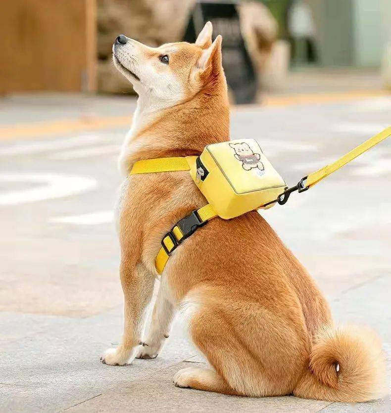 背着小书包,出门啦_主子_狗狗_项圈