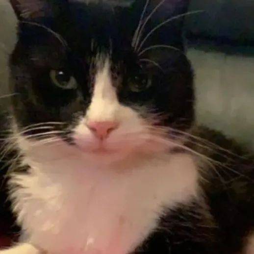 猫咪走失后被交给新主人 维州女子求告无门_Delilah_Burton_动物