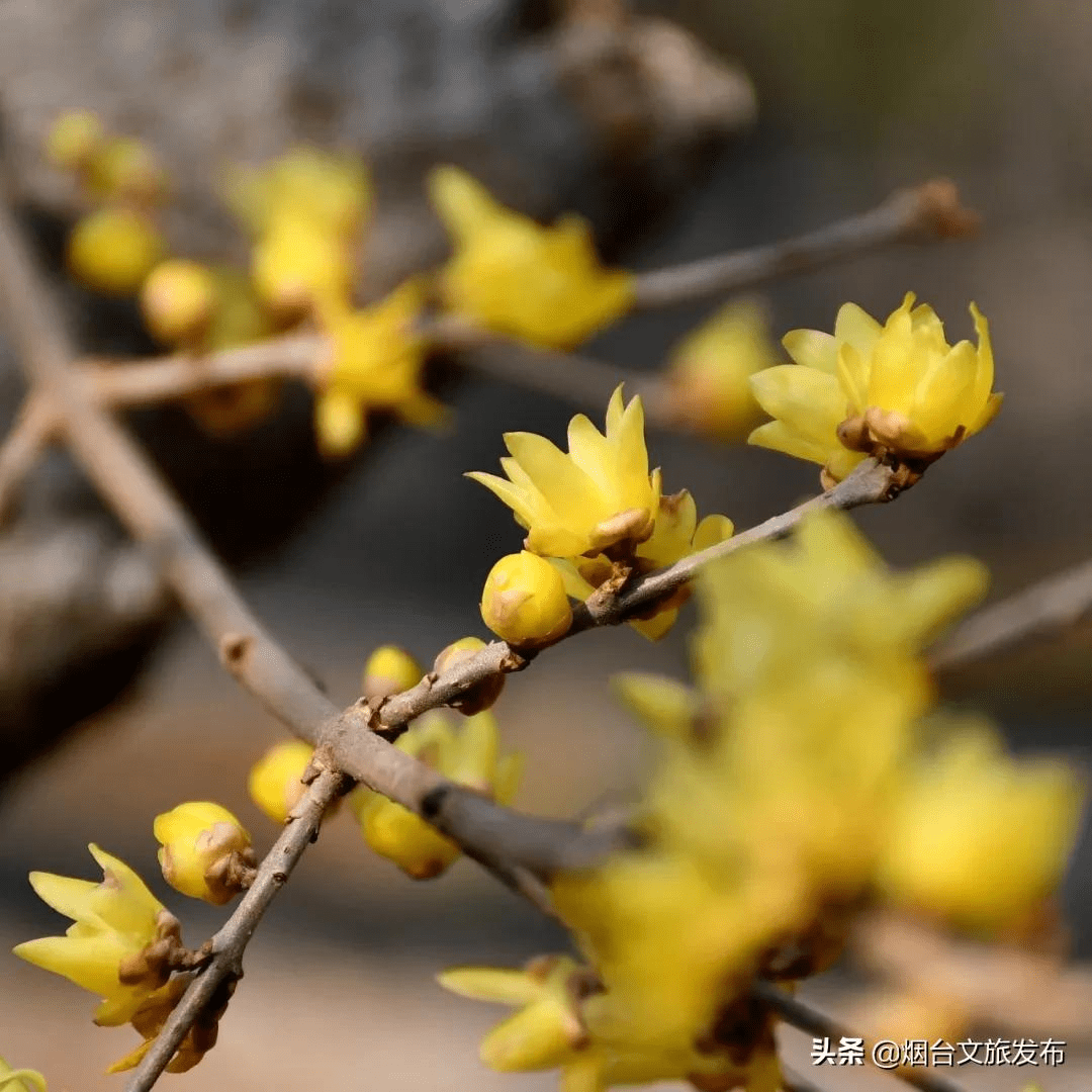 盛世|走吧！带你浅尝蓬莱阁初春的美好！