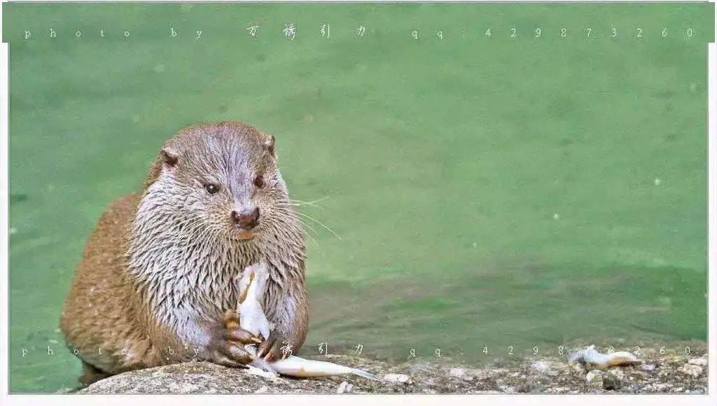 獭祭鱼图片简笔画图片