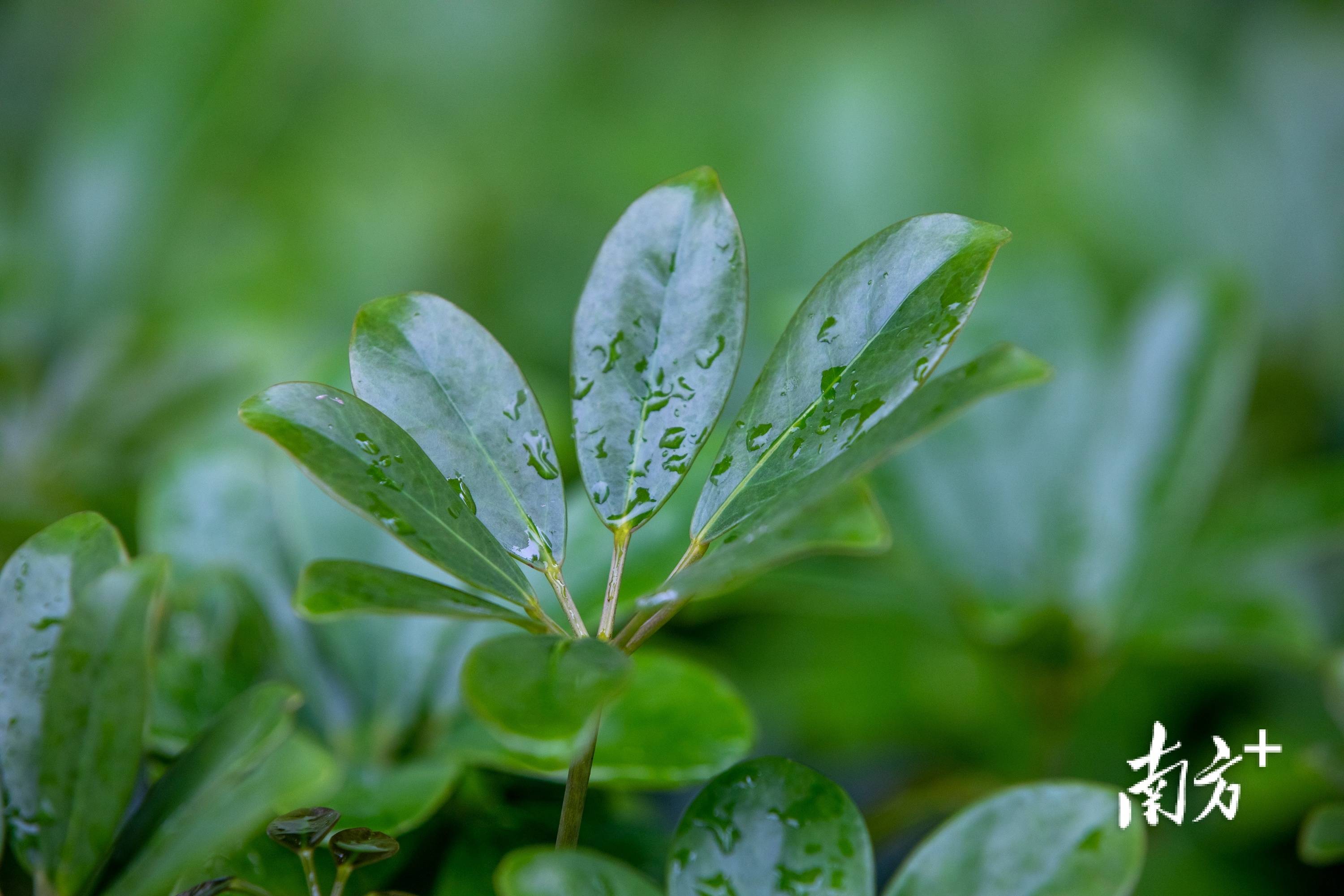 高清壁纸好雨知时节当春乃发生