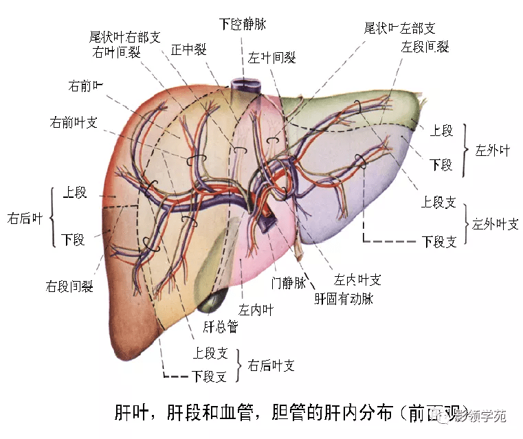 肝脏面结构图图片