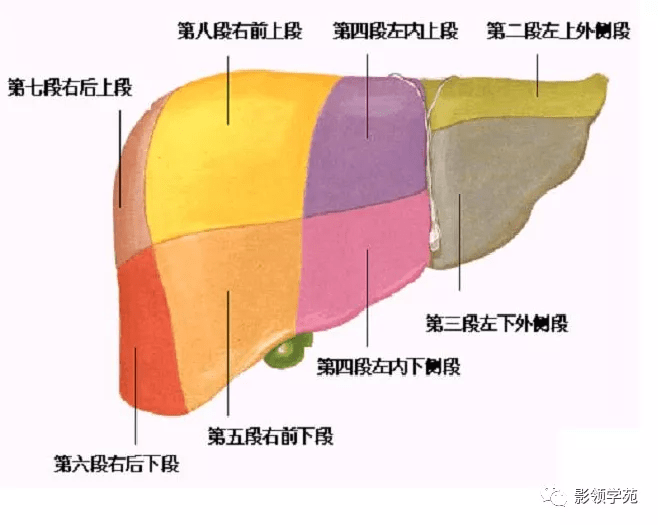 肝横沟图片