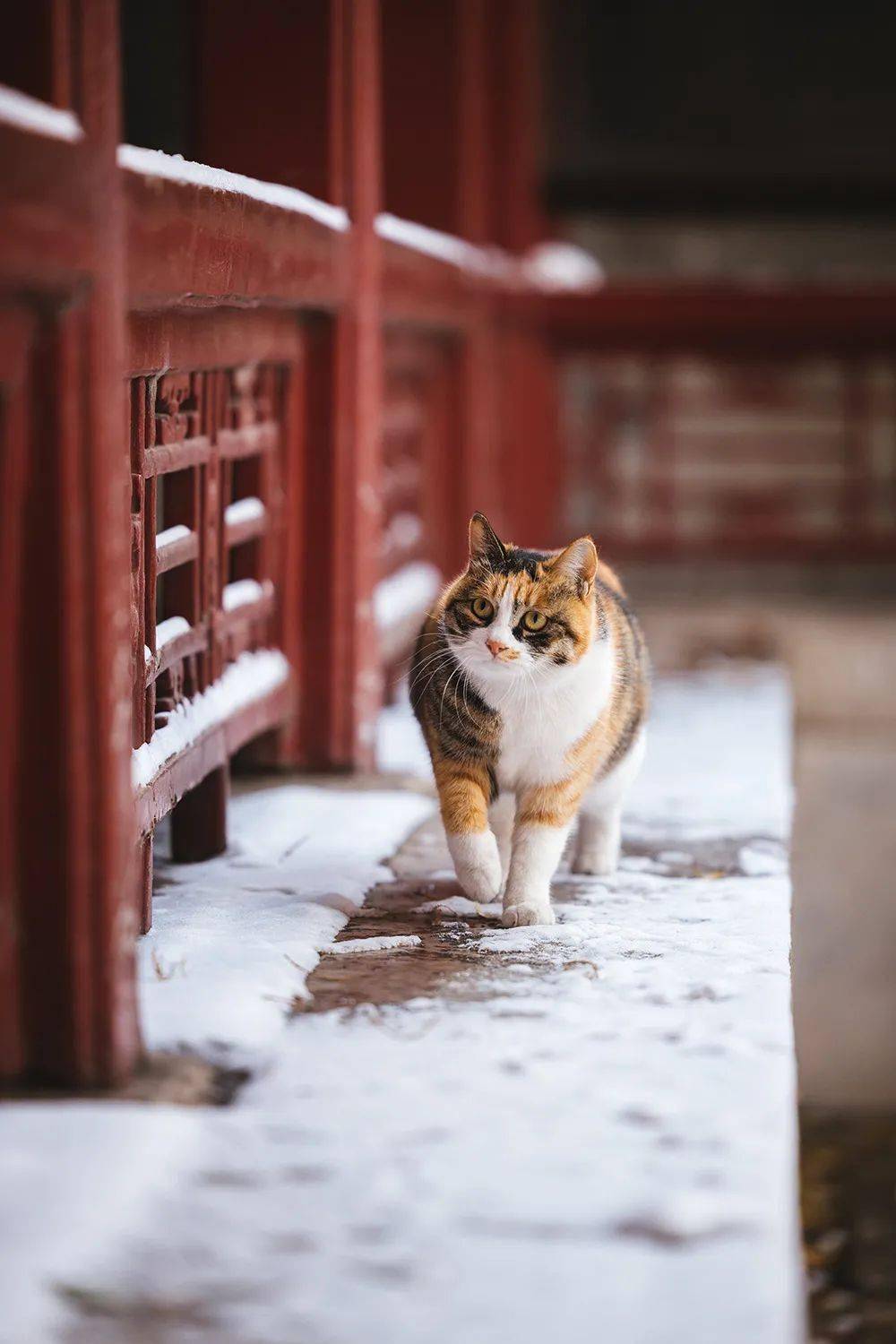 故宫猫霜眉图片