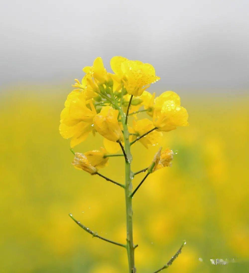 广西宾阳古辣油菜花图片