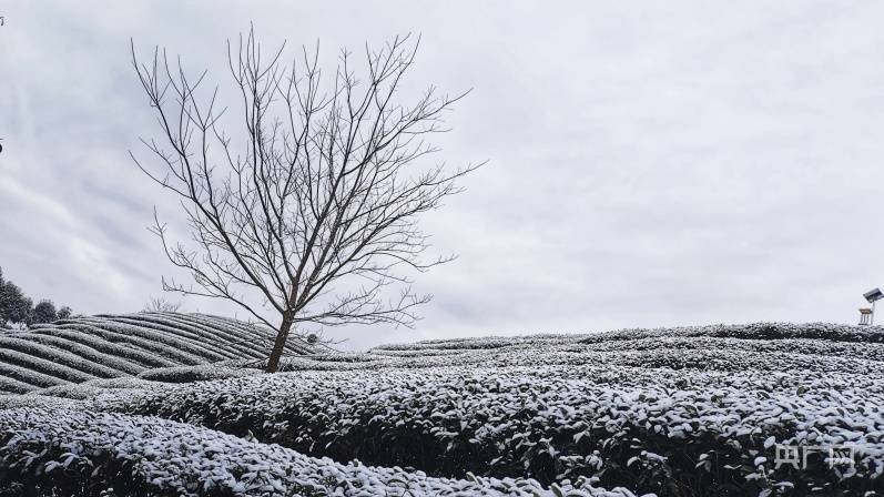 南平|【组图】福建多地加入2022年“下雪群聊” 美不胜收