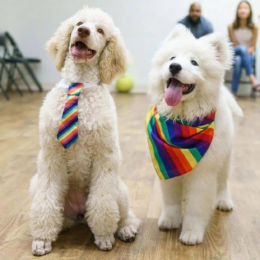 小狗狗在学校里和好朋友们的合照这也太可爱了吧