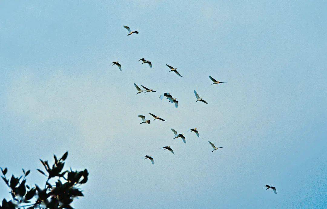 看一行白鹭上青天就在三亚