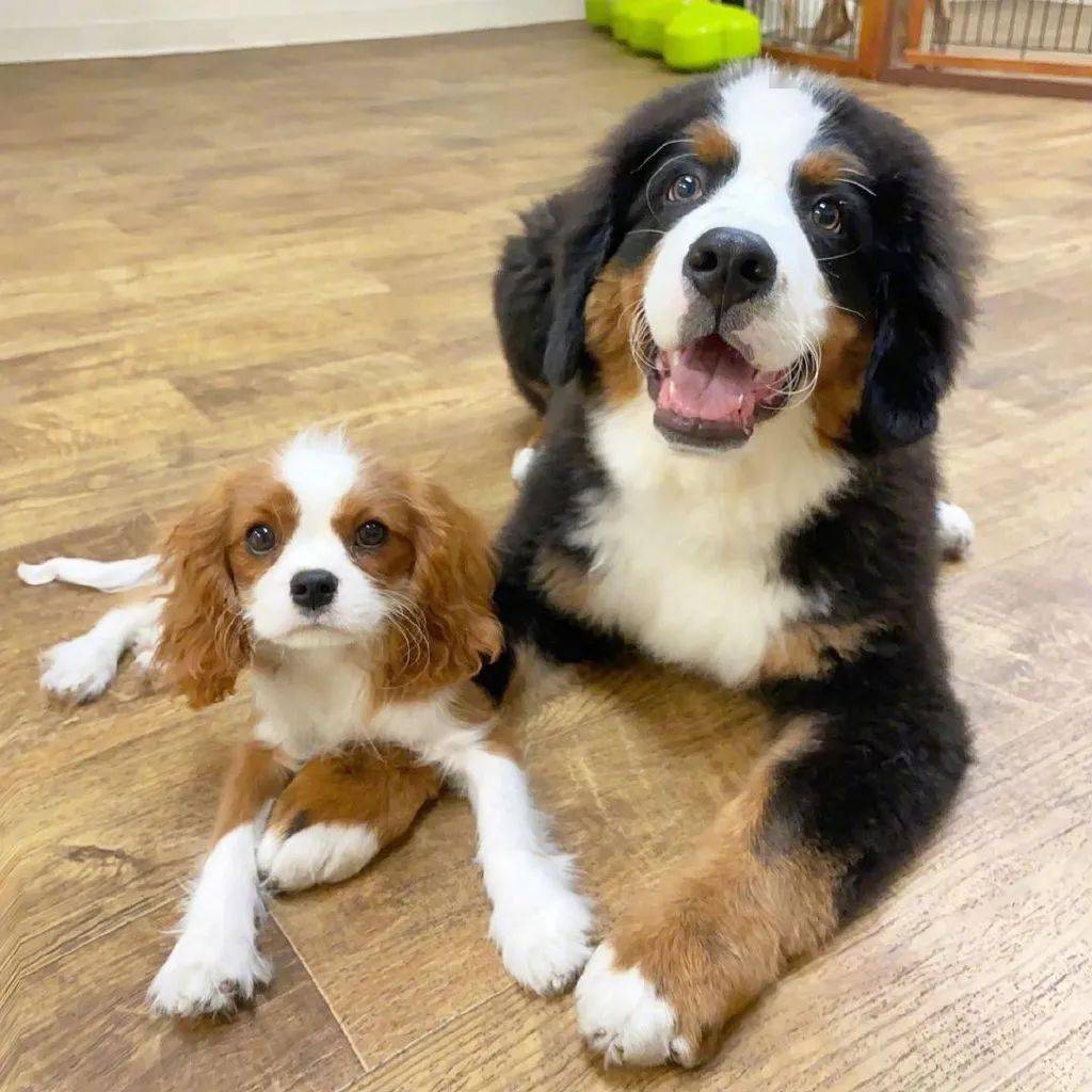 小狗狗在学校里和好朋友们的合照这也太可爱了吧